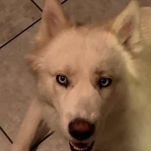 Meet your Posher, Oscar